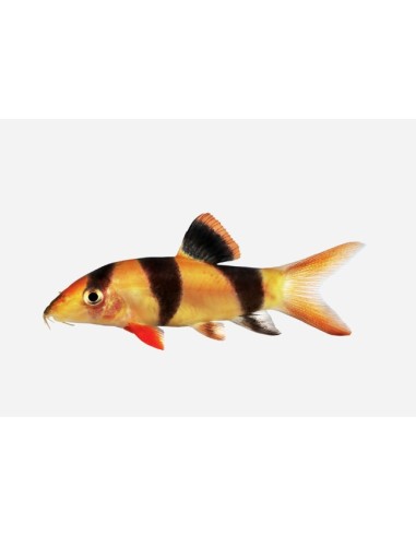 BOTIA PAYASO 4-5CM