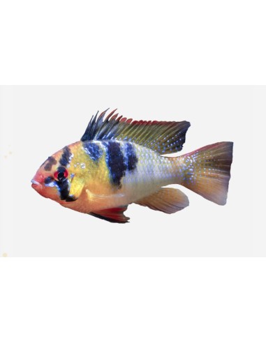 MICROGEOPHAGUS RAMIREZI 4-5CM