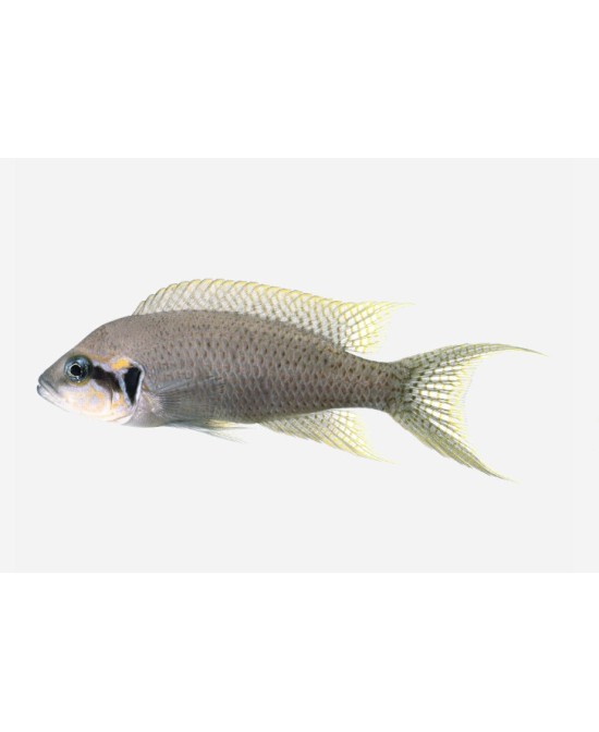 PRINCESA DE BURUNDI 3-4 CM