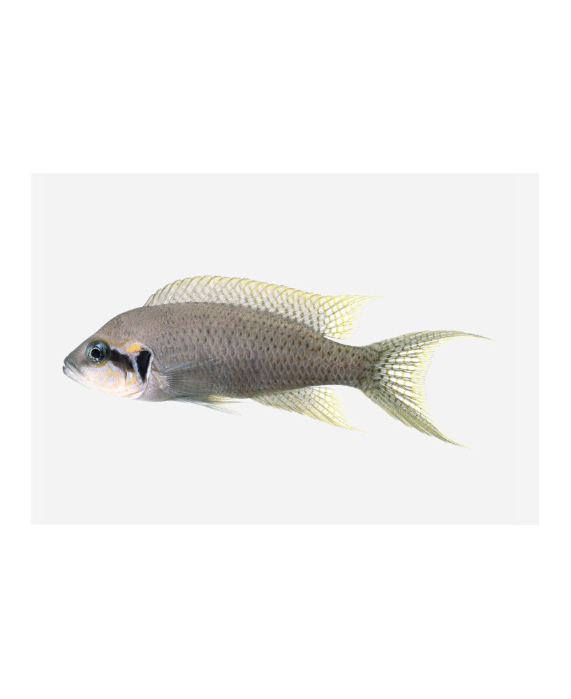 PRINCESA DE BURUNDI 3-4 CM