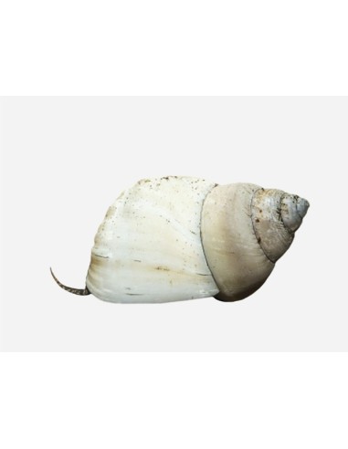 CARACOL WIZARD WHITE 2-3CM