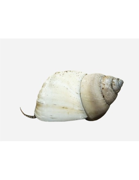 CARACOL WIZARD WHITE 2-3CM