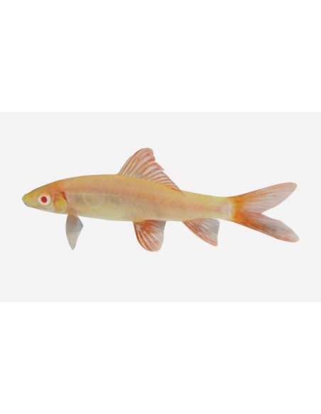 LABEO ARCOIRIS ALBINO 4.5-5CM