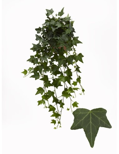 Hedera Helix Pittsburgh  Enredadera Versátil y Fácil de Cuidar | Endanea Garden

