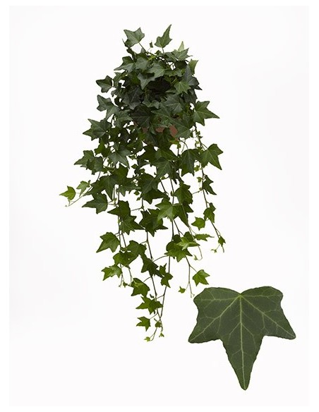 Hedera Helix Pittsburgh  Enredadera Versátil y Fácil de Cuidar | Endanea Garden

