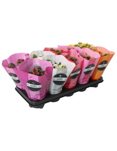 Kalanchoe Bloss Goodie Filled Flowers: planta suculenta con floración abundante y duradera

