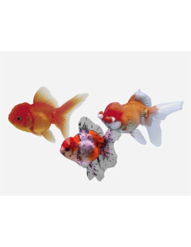 ORANDA SURTIDO HQF 8-9 CM