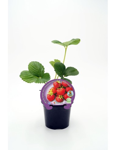 FRESA CHARLOTTE M10.5 FRAGARIA  ANANASSA