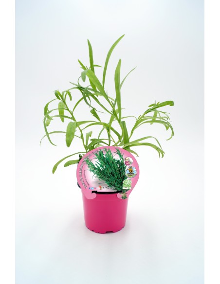 Planta Estragón M10.5  Hierba Aromática con Sabor Anisado para Cocina y Jardín

