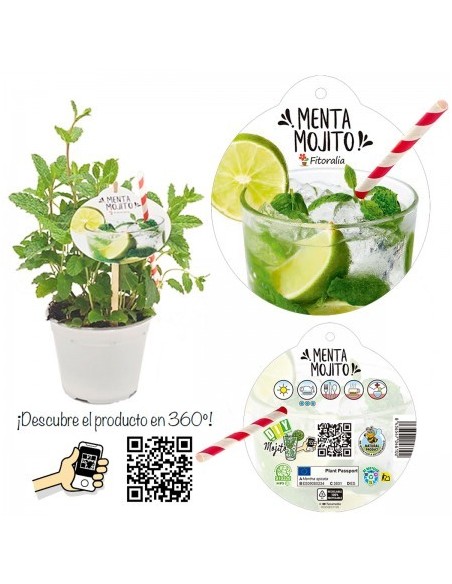 Planta Menta Mojito M14 | Aromática y Fresca para Cocina y Hogar - Endanea Garden

