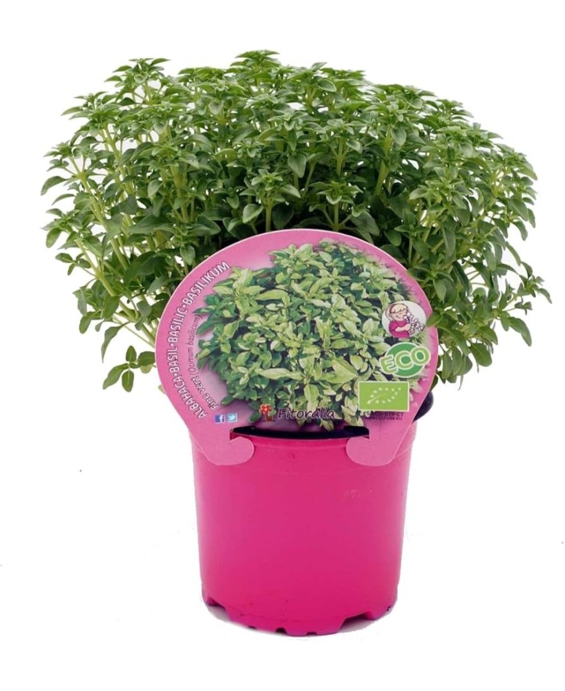 Albahaca XXXL Antimosquitos en Maceta 10.5 cm | Repelente Natural Endanea Garden

