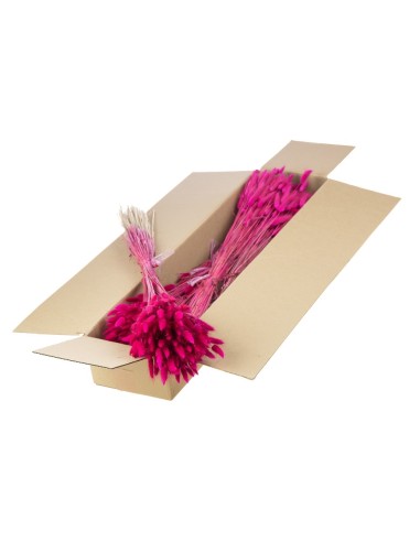 LUGATUS OVATUS CEREZA