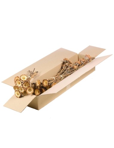 PROTEA COMPACTA 10 PC NATURAL