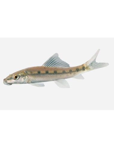 CHUPA ALGAS 6-7CM  GYRINOCHEILUS AYMONIERI