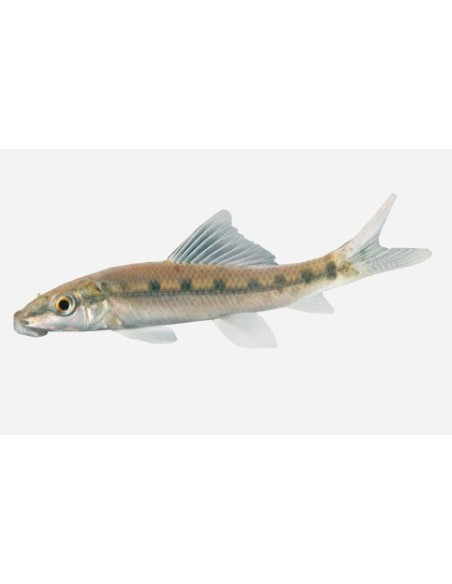 CHUPA ALGAS 6-7CM  GYRINOCHEILUS AYMONIERI