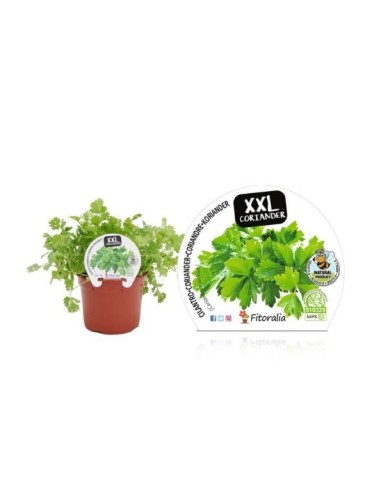 Cilantro XXL en Maceta 14 cm  Hierba Fresca y Aromática para Cocina | Endanea Garden

