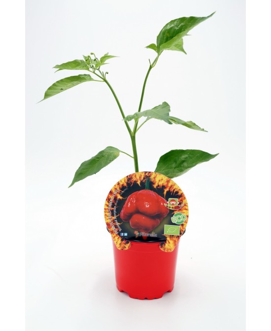 PICANTE TRINIDAD SCORPION M10,5