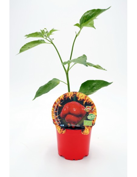 PICANTE TRINIDAD SCORPION