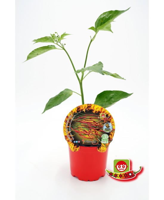 PICANTE THUNDER MOUNTAIN LONGHORN M10,5 CAPSICUM