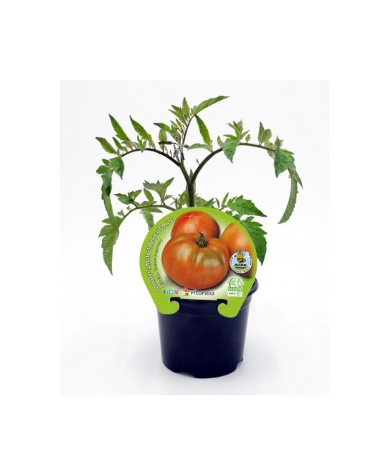 TOMATE ENSALADA HIBRIDO