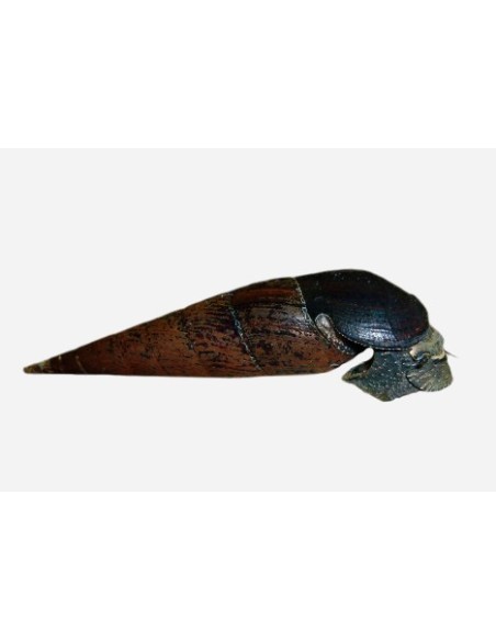 CARACOL CUERNO DEL DIABLO