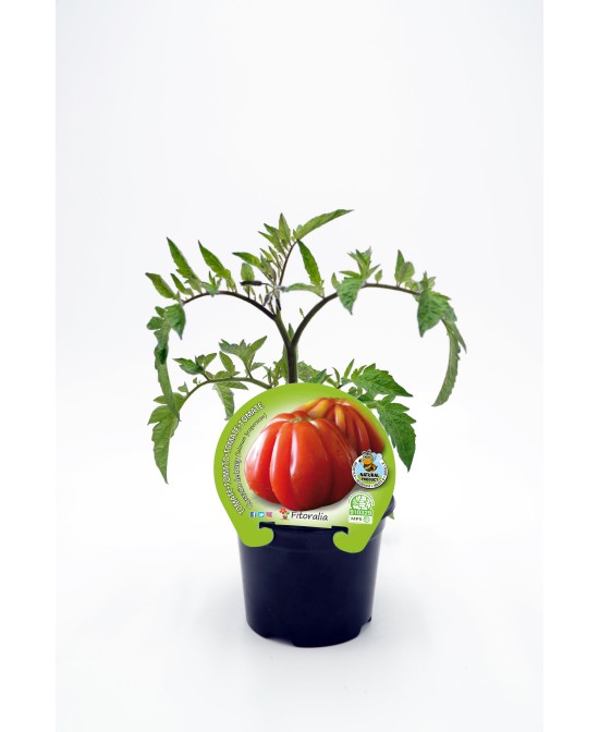 TOMATE CORAZON DE BUEY ECO