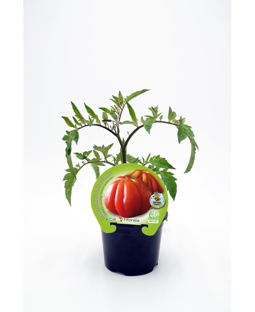 TOMATE CORAZON DE BUEY ECO