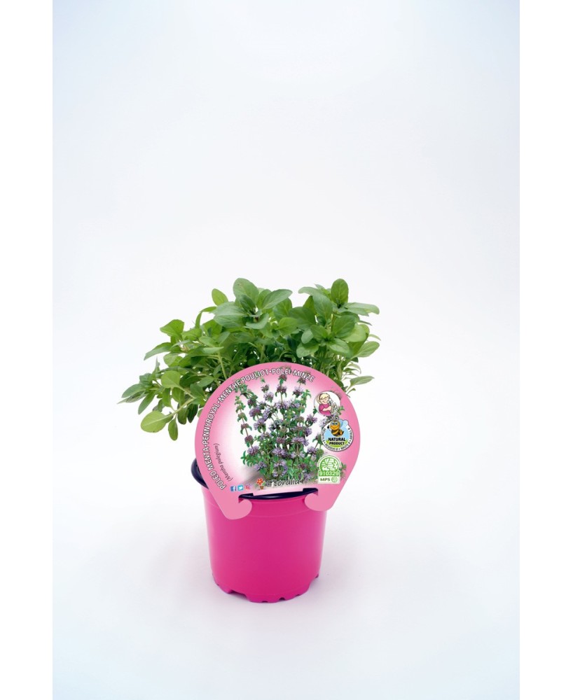 Poleo Planta Aromática en Maceta 10.5 cm  Fragancia Refrescante | Endanea Garden

