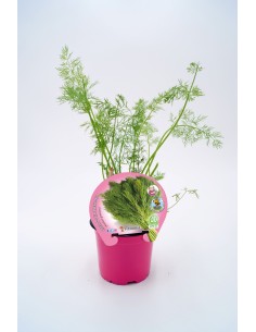 Planta Eneldo en Maceta 10.5 cm  Sabor Fresco y Fácil Cultivo | Endanea Garden

