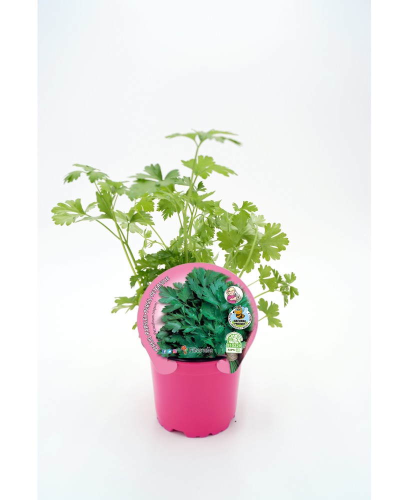 Planta de Perejil en Maceta 10.5 cm  Aromática y Fácil de Cultivar | Endanea Garden

