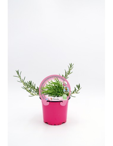 Romero Rampant en Maceta 10.5 cm | Aromático y Decorativo  Endanea

