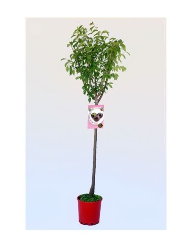 Planta Ciruelo M25 | Árbol Frutal Resistente para Jardín y Huerto

