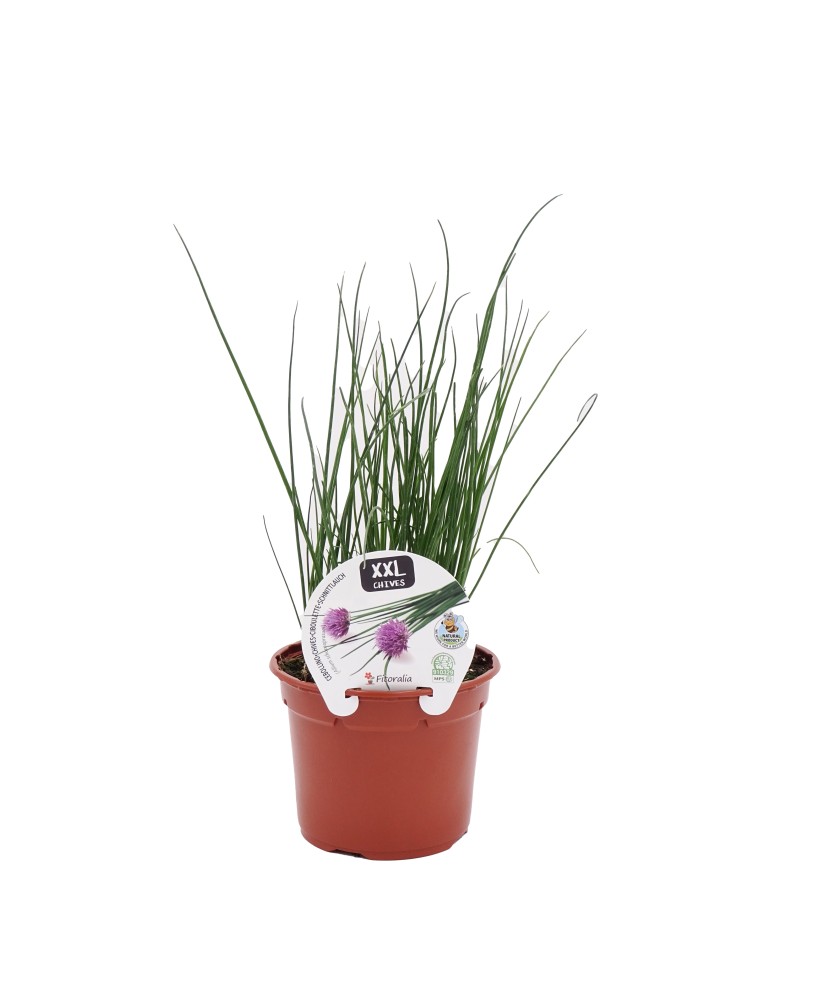 Planta Cebollino en Maceta 14 cm  Frescura y Sabor para tu Cocina | Endanea Garden


