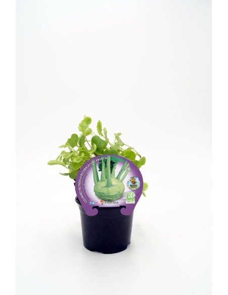 COLINABO M10.5 BRASSICA NAPUS NAPOBRASSICA