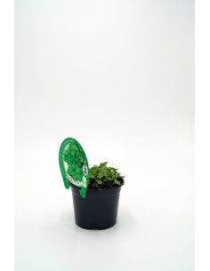 CANONIGO VALERIANELLA LOCUSTA M10.5