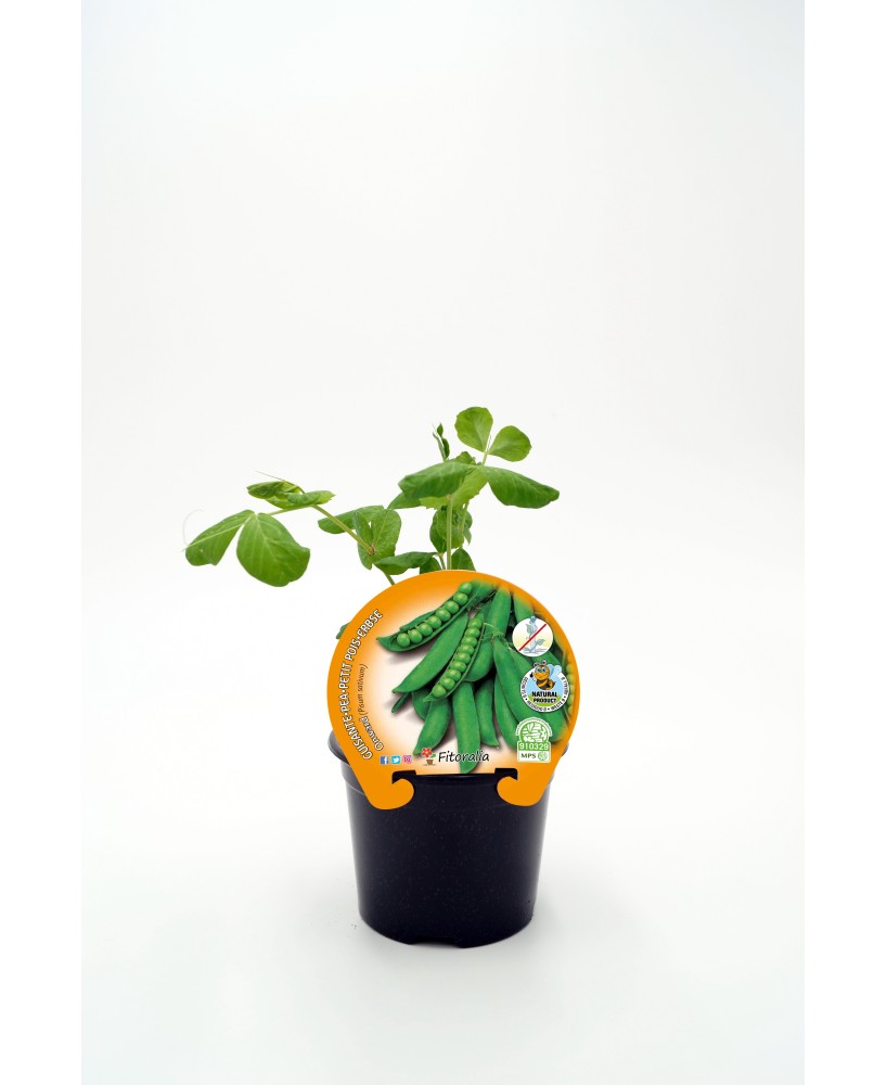 GUISANTE MATA BAJA M10.5 PISUM SATIVUM