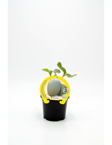 MELON BLANCO M10,5