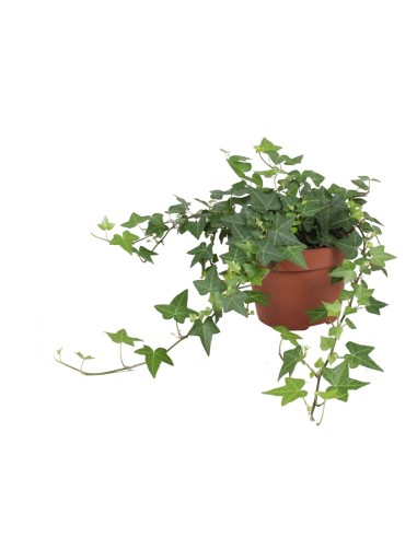 Hedera (Hiedra)  Planta Trepadora Resistente y Decorativa | Endanea


