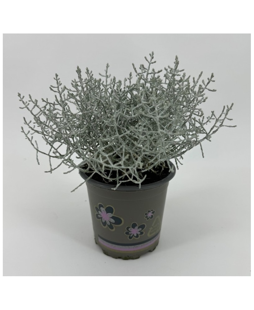 CALOCEPHALUS LEUCOPHYTA BROWNII M10.5 GRIS PLATA
