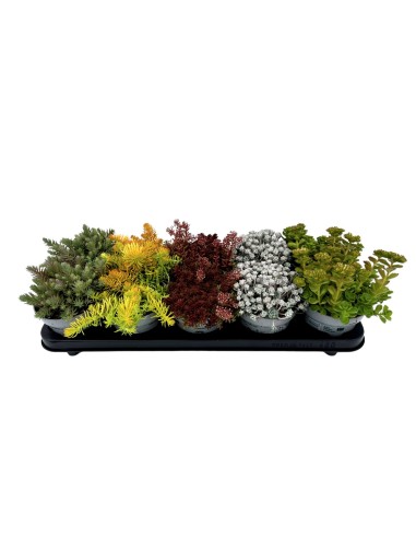 Planta Sedum Mix en Endanea Garden  Variedad de suculentas resistentes, coloridas y fáciles de cuidar para interiores y exteri