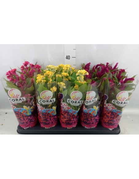 Celosia  Planta con Flores de Colores Vivos y Fácil Cuidado | Endanea Garden

