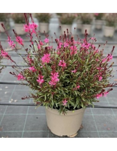 Gaura M13 - Planta Perenne con Flores Delicadas y Floración Prolongada para Jardín

