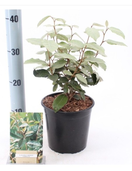 Planta Elagnus M17 | Arbusto Perenne Resistente y Fácil de Cuidar

