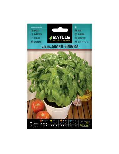 Semillas Albahaca Gigante Batlle  Cultiva hojas grandes y aromáticas | Endanea Garden

