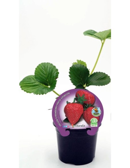 Fresa M17 | Planta Productiva y Resistente con Frutas Dulces | Endanea Garden

