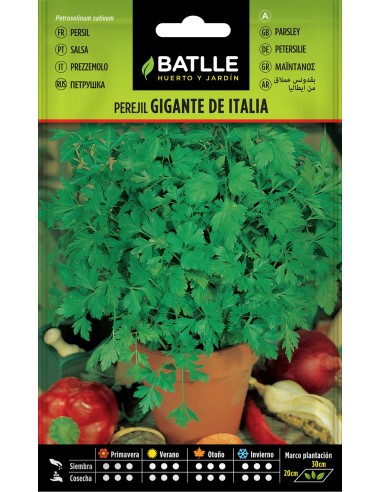 Semillas de Perejil Gigante Italia  Cultivo Fácil y Cosecha Abundante | Endanea Garden

