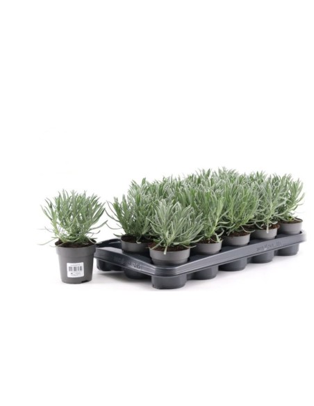 Planta Lavanda 10.5 para Exterior  Fragancia y Color en tu Jardín | Endanea Garden

