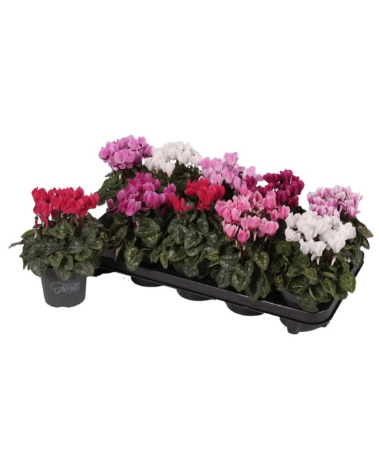 CYCLAMEN MINI