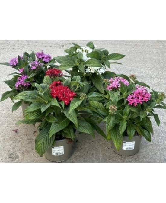 Pentas 10.5 Planta Exótica con Flores Vibrantes y Fácil Cuidado | Endanea Garden

