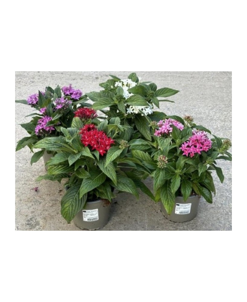 Pentas 10.5 Planta Exótica con Flores Vibrantes y Fácil Cuidado | Endanea Garden

